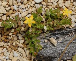 Hypericum pusillum at Lake Brunner, Westland, growing in a damp seepage on lake margin gravels.
 © Landcare Research 2010 